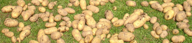 Подготовка картофлея к хранению